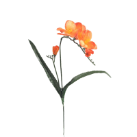 Frézia satén 50cm ks